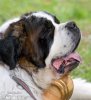 St. Bernard Dog