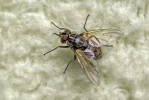 Stable Fly