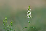 Stachys recta