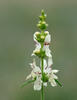 Stachys recta