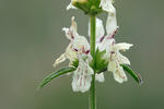 Stachys recta
