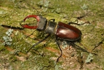 Stag Beetle