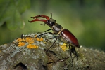 Stag Beetle