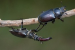 Stag Beetle