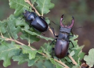 Stag Beetle