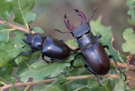 Stag Beetle