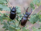 Stag Beetle