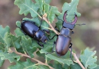 Stag Beetle