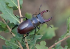 Stag Beetle