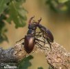 Stag Beetle