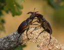 Stag Beetle