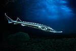 Starry Sturgeon