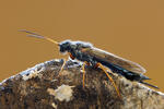 Steely-blue Wood Wasp