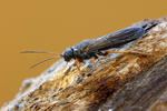 Steely-blue Wood Wasp
