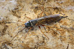 Steely-blue Wood Wasp