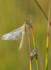 Steenrode heidelibel