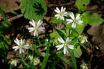 Stellaire holostée