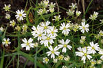 Stellaria holostea