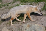 Stepska lisica