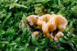Stereum hirsutum