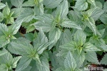 Stiging Nettle