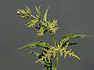 Stiging Nettle