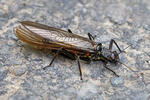 Stonefly