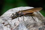 Stonefly