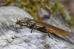 Stonefly