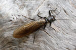 Stonefly