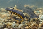 Större vattensalamander