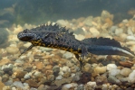 Storsalamander