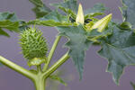 Stramoine commune - Datura stramoine - Pomme-épineuse