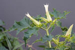 Stramoine commune - Datura stramoine - Pomme-épineuse