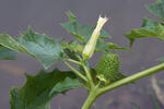 Stramoine commune - Datura stramoine - Pomme-épineuse