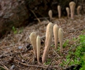 Strap-Shaped Coral