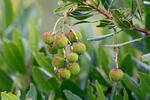 Strawberry Tree