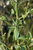 Stregona dentellata