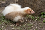 Striped Skunk