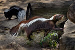 Striped Skunk