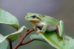 Stripeless Tree Frog