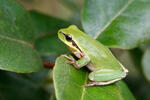 Stripeless Tree Frog