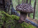 Strobilomyces strobilaceus