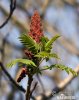 Sumac vinaigrier