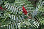 Sumac vinaigrier