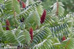 Sumac vinaigrier