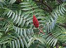 Sumac vinaigrier