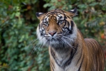 Sumatran Tiger