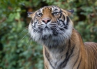 Sumatran Tiger