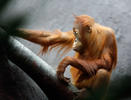 Sumatros orangutanas